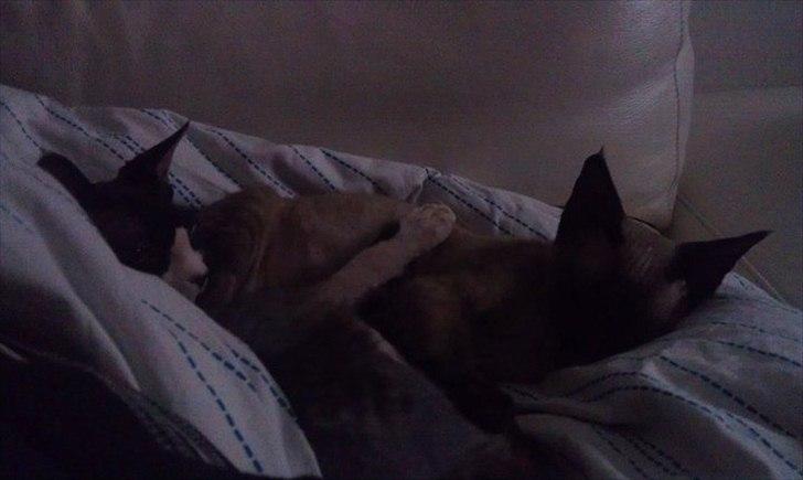 Devon Rex Bailey billede 6