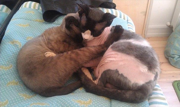 Devon Rex Bailey billede 2