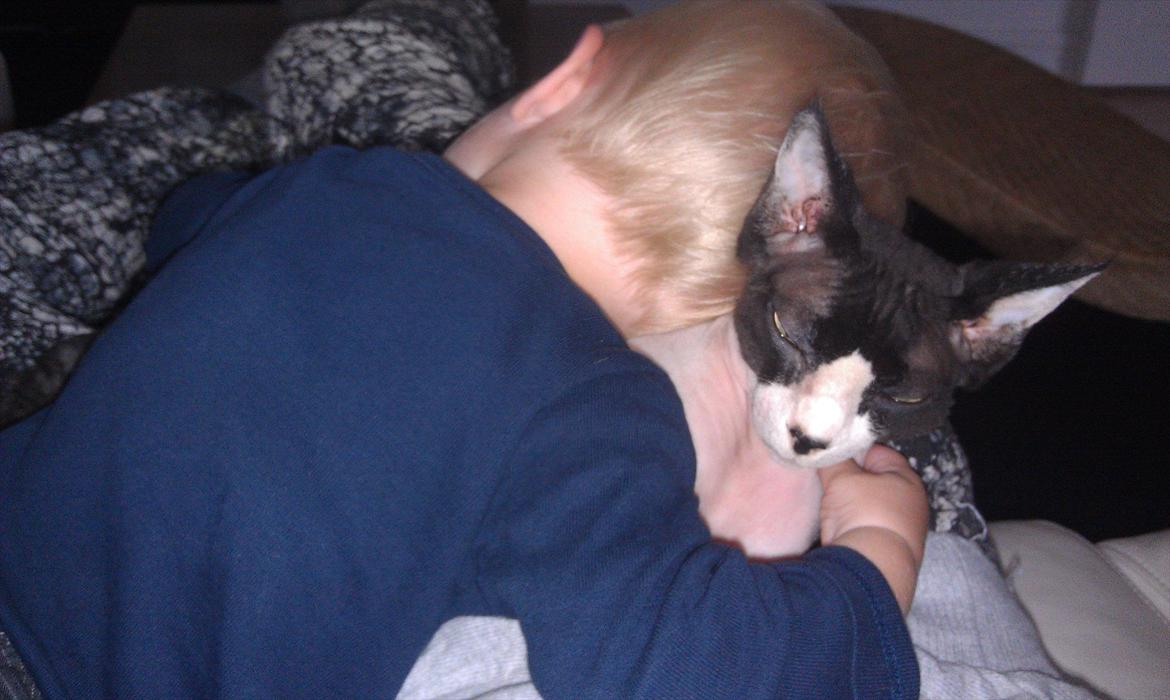 Sphynx Bye Bye My Vega aka. Ko billede 15