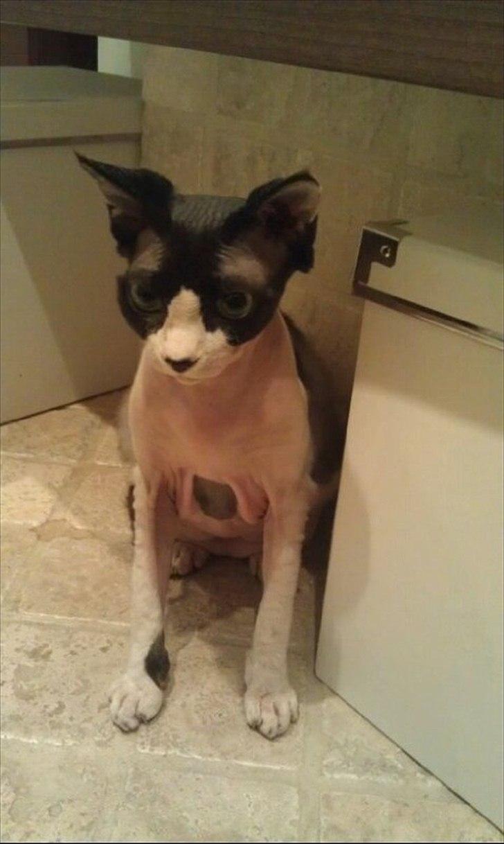 Sphynx Bye Bye My Vega aka. Ko billede 17