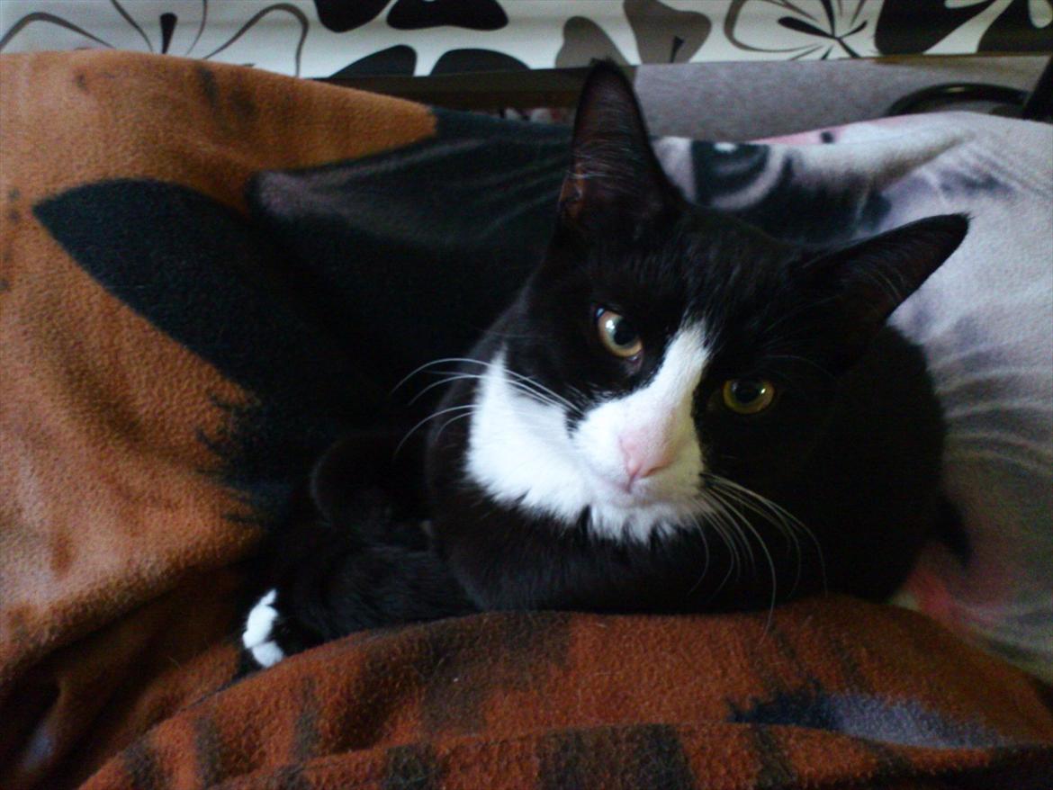 Huskat Bob/Bobber billede 14