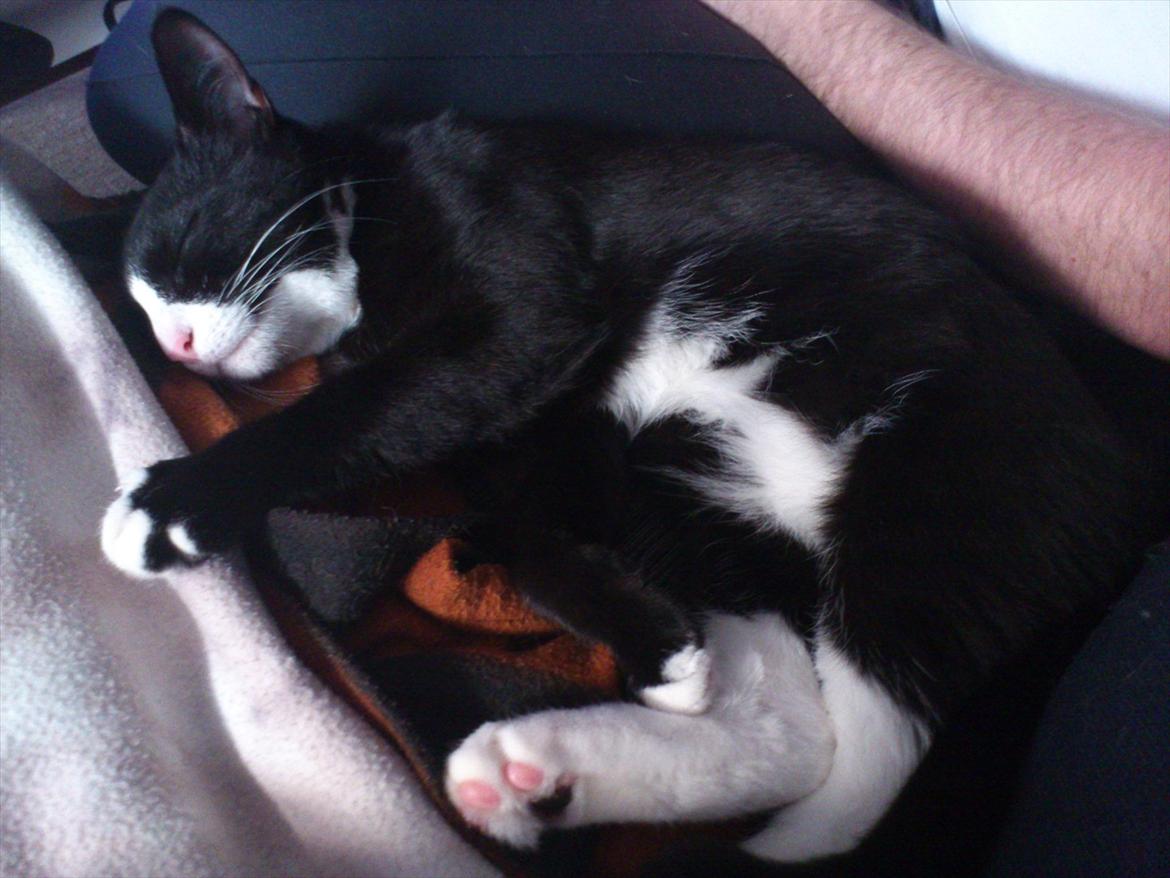 Huskat Bob/Bobber billede 15