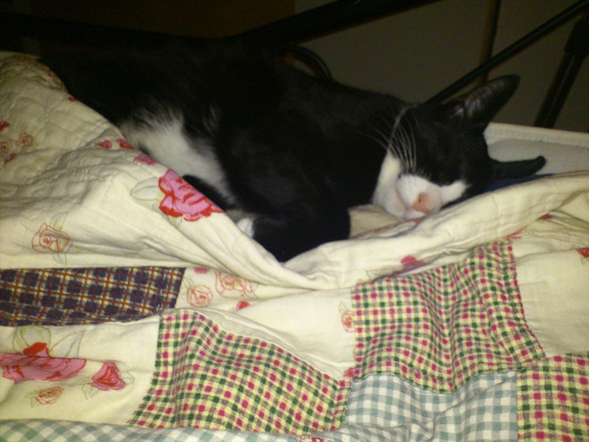 Huskat Bob/Bobber billede 16