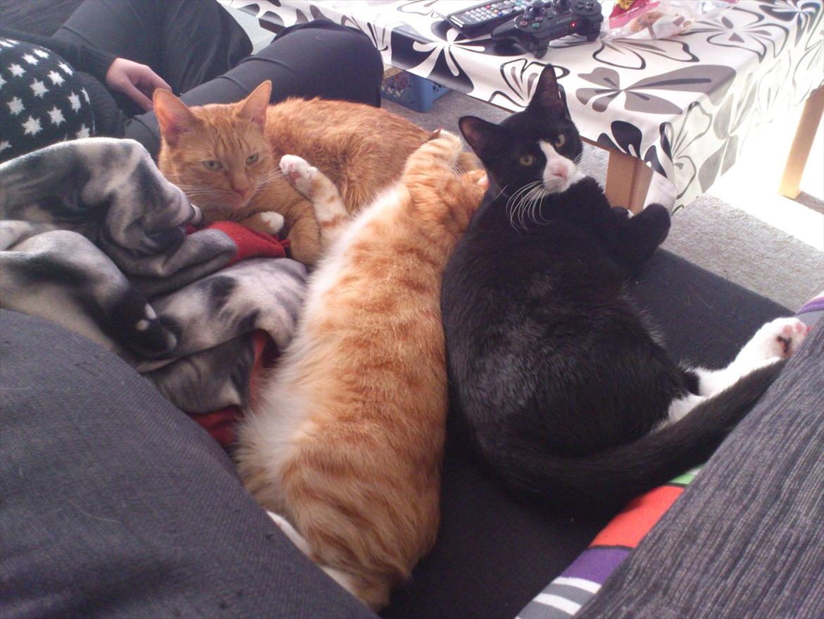 Huskat Bob/Bobber billede 17