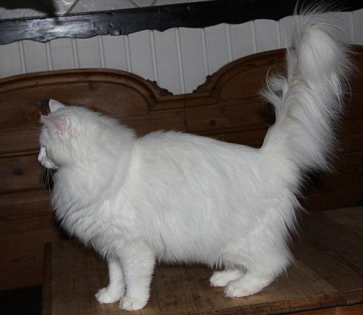 Norsk Skovkat Buum-Cats Hvide Amulet billede 6