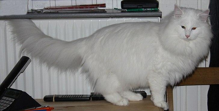 Norsk Skovkat Buum-Cats Hvide Amulet billede 7