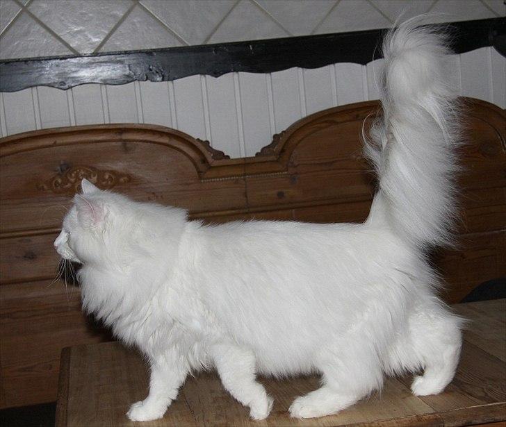 Norsk Skovkat Buum-Cats Hvide Amulet billede 8