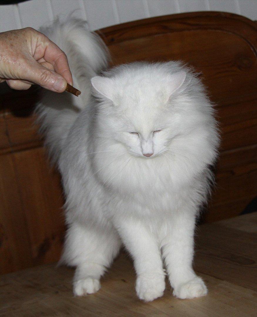 Norsk Skovkat Buum-Cats Hvide Amulet billede 9