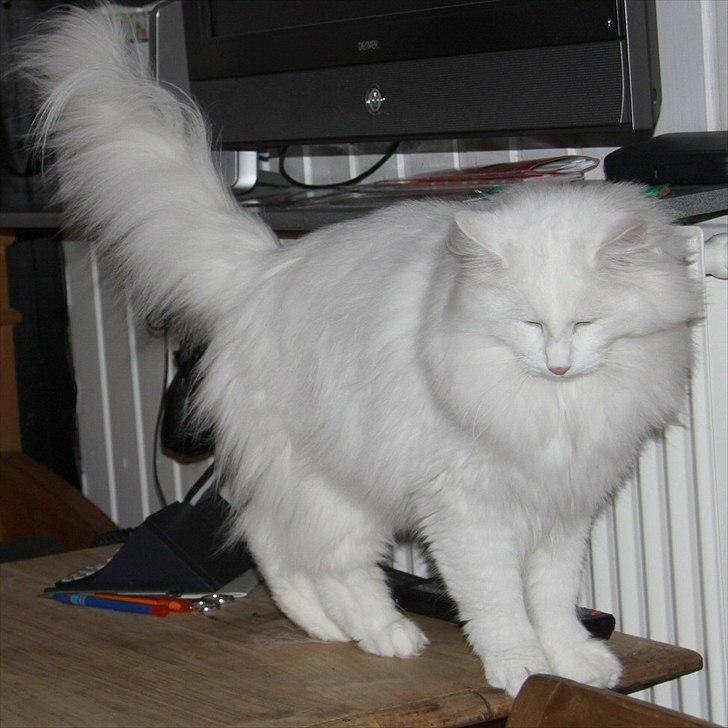 Norsk Skovkat Buum-Cats Hvide Amulet billede 10