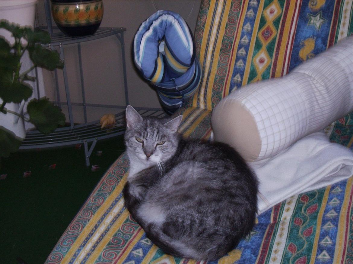 Blanding af racer Frækki <3 R.I.P <3 billede 3