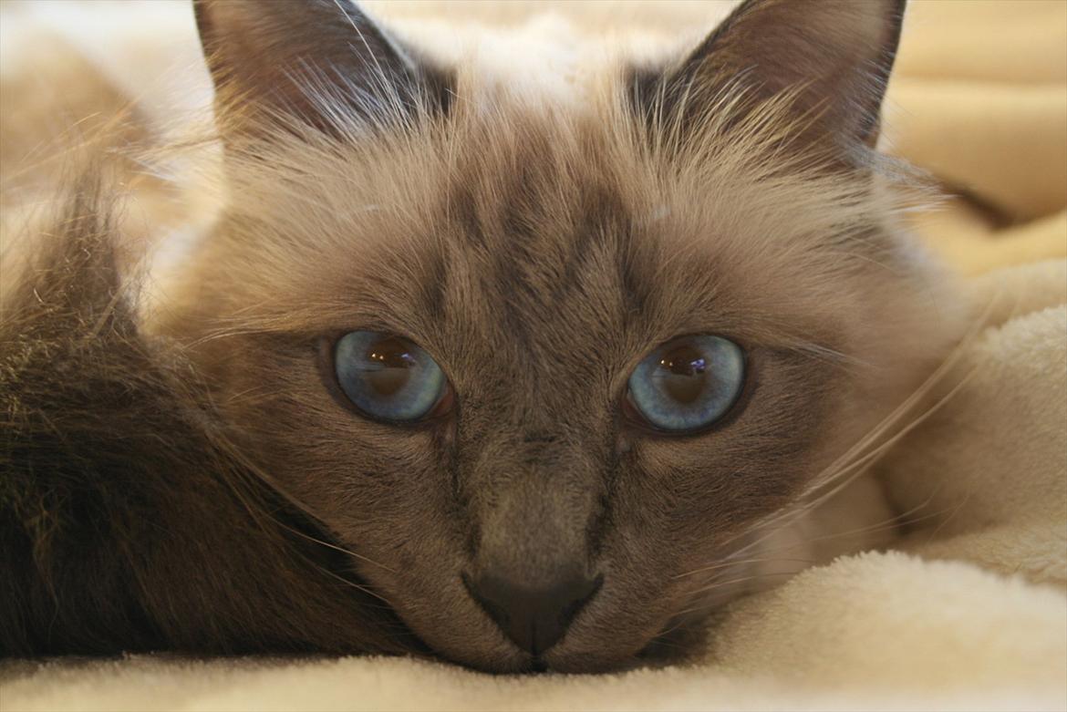 Hellig Birma Camaro billede 12