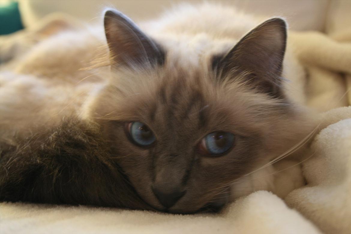 Hellig Birma Camaro billede 13