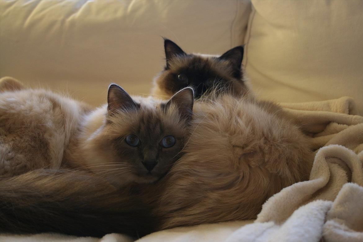 Hellig Birma Camaro billede 14