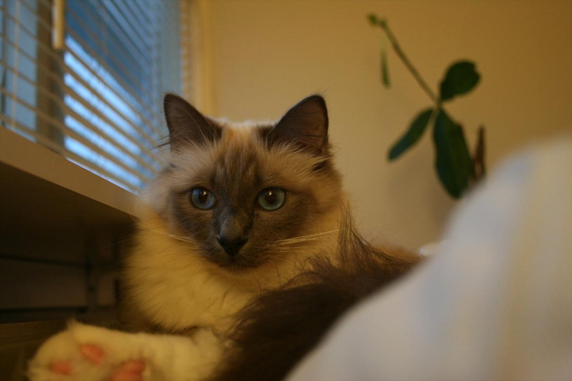 Hellig Birma Camaro billede 15