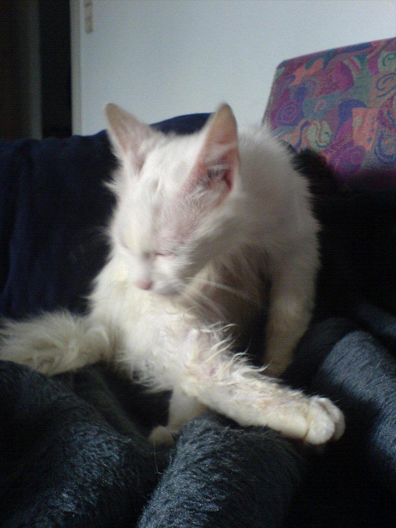 Tyrkisk Angora Eros - første bad nogensinde :) billede 4