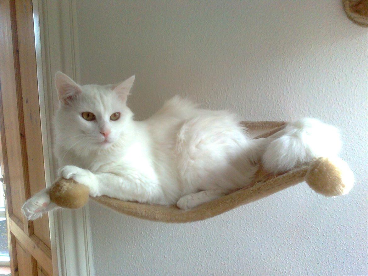 Tyrkisk Angora Eros billede 8