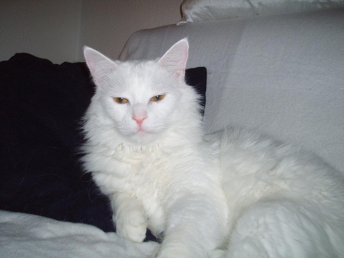 Tyrkisk Angora Eros - idag har jeg så fået den smukkeste kat :) billede 12