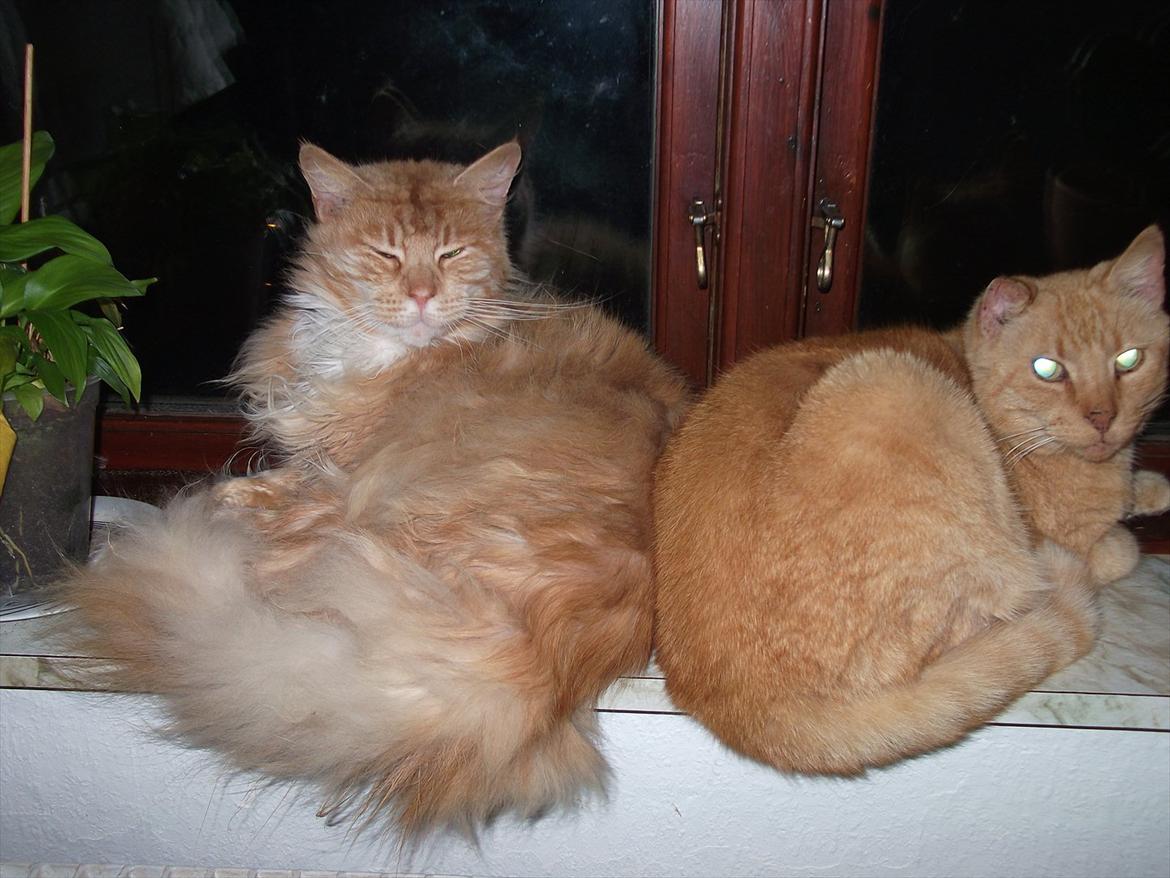 Maine Coon Garfild er blivet slogt snøft - Det så to røde misser billede 1