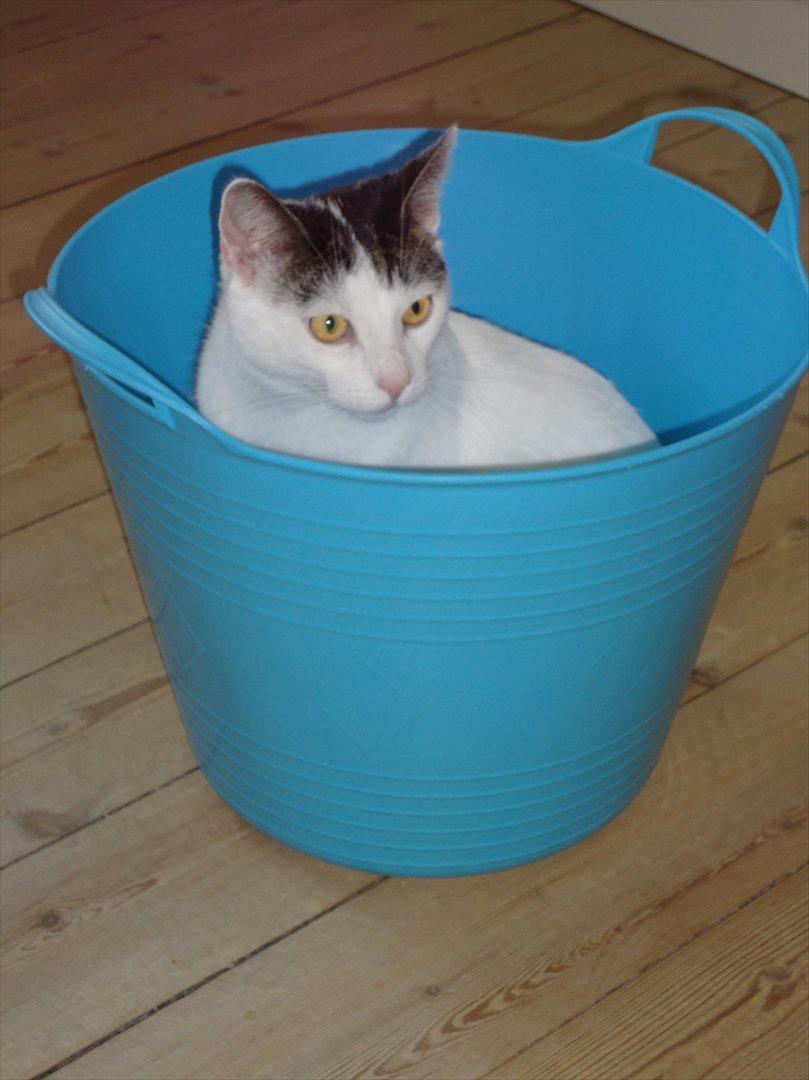 Huskat Tiesto billede 17