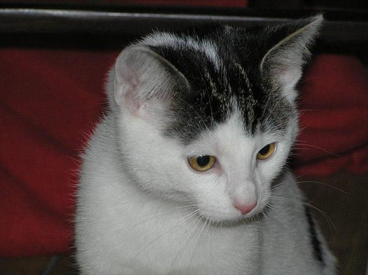 Huskat Tiesto billede 3