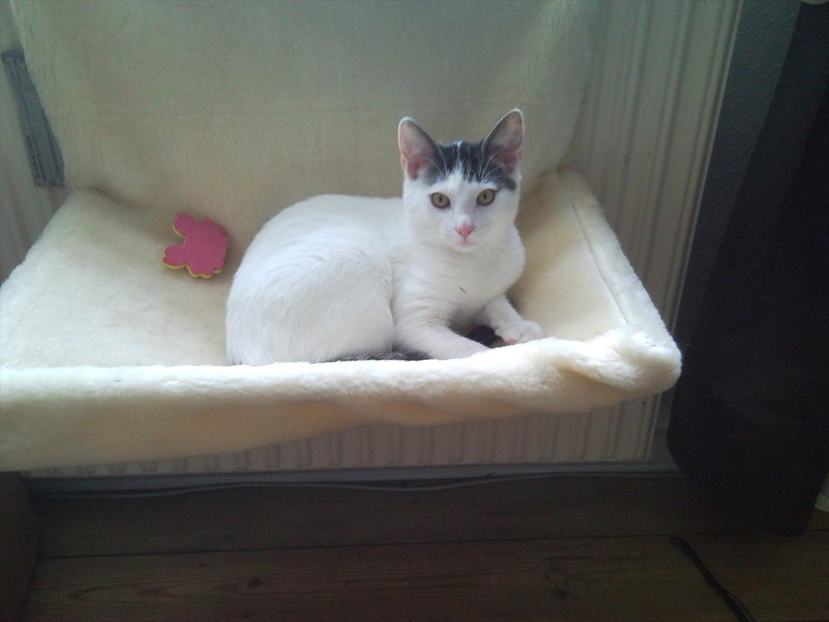 Huskat Tiesto billede 4