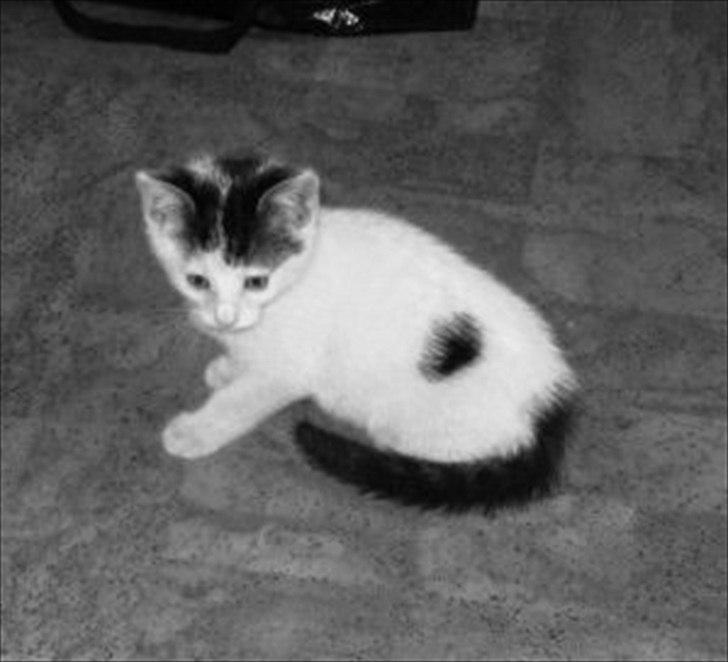 Huskat Tiesto billede 5