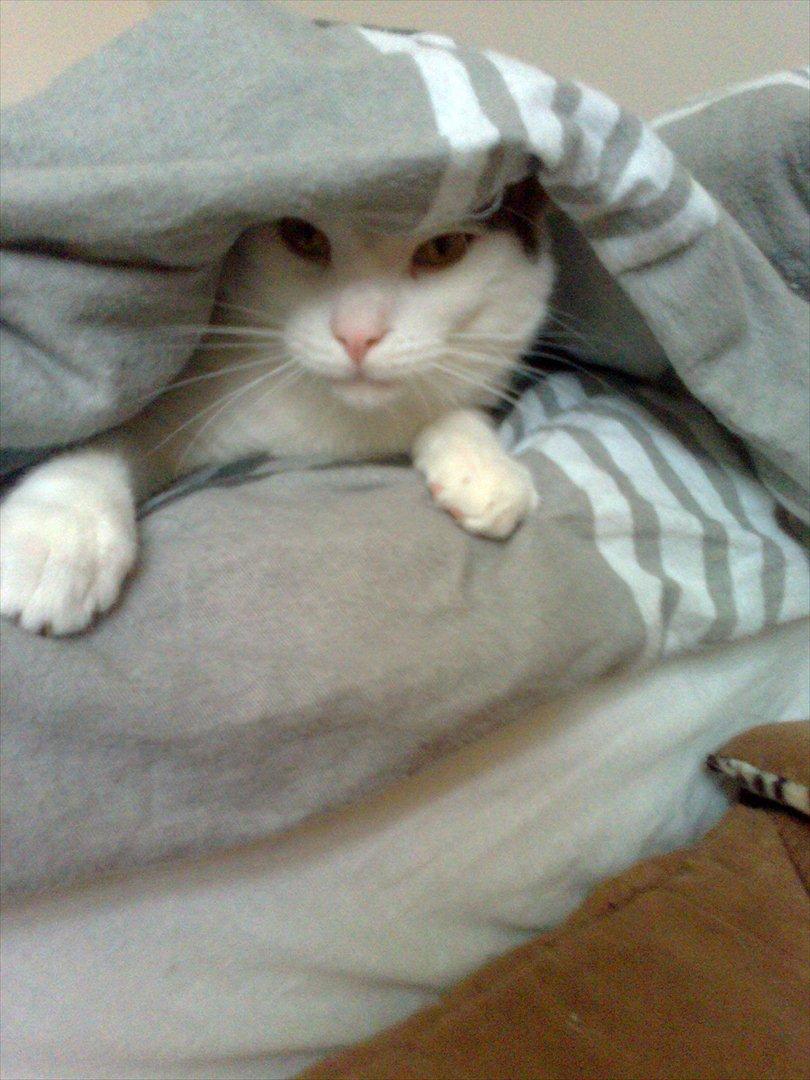 Huskat Tiesto billede 6