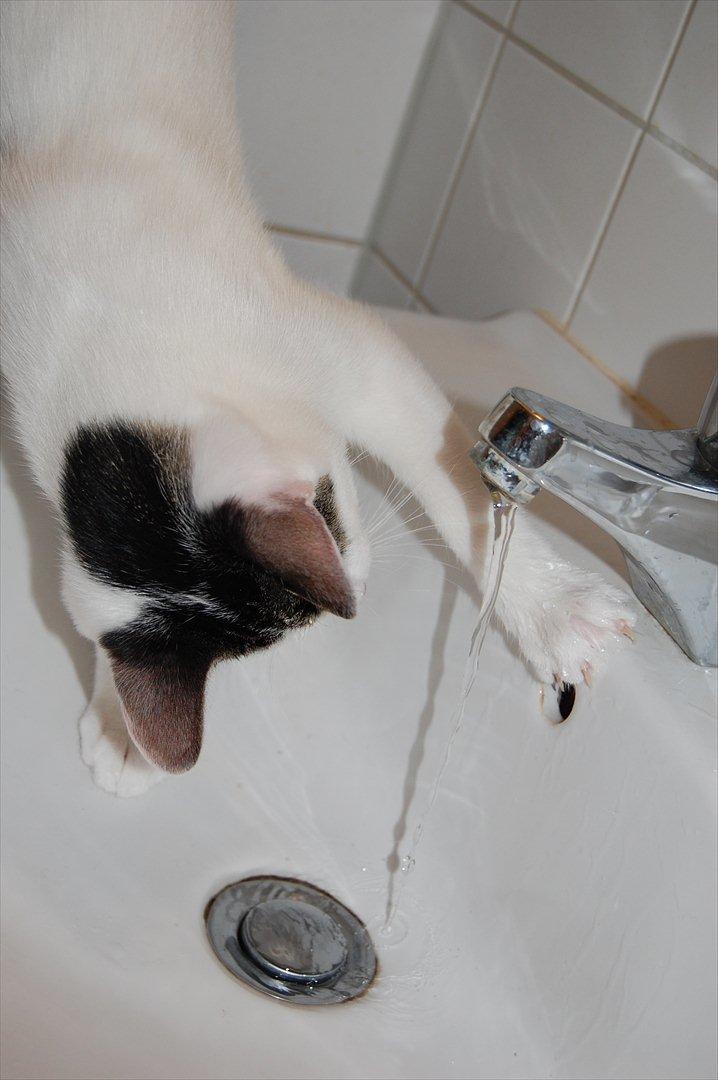 Huskat Tiesto - Tror resten af billederne taler for sig selv :) billede 7