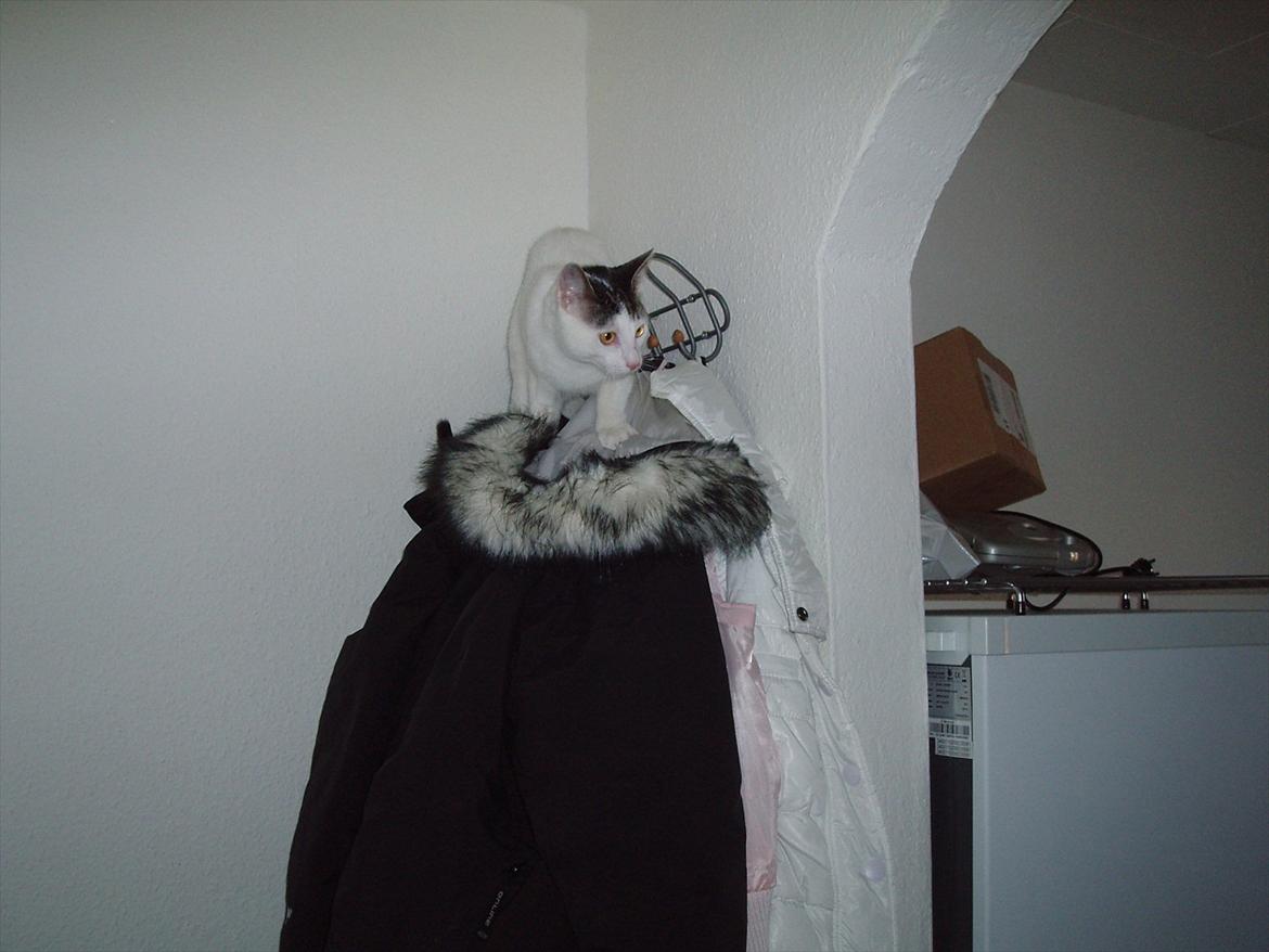 Huskat Tiesto billede 8