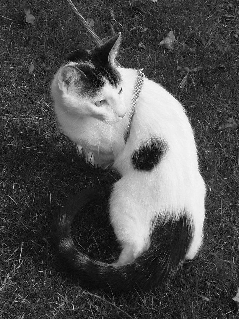 Huskat Tiesto billede 1