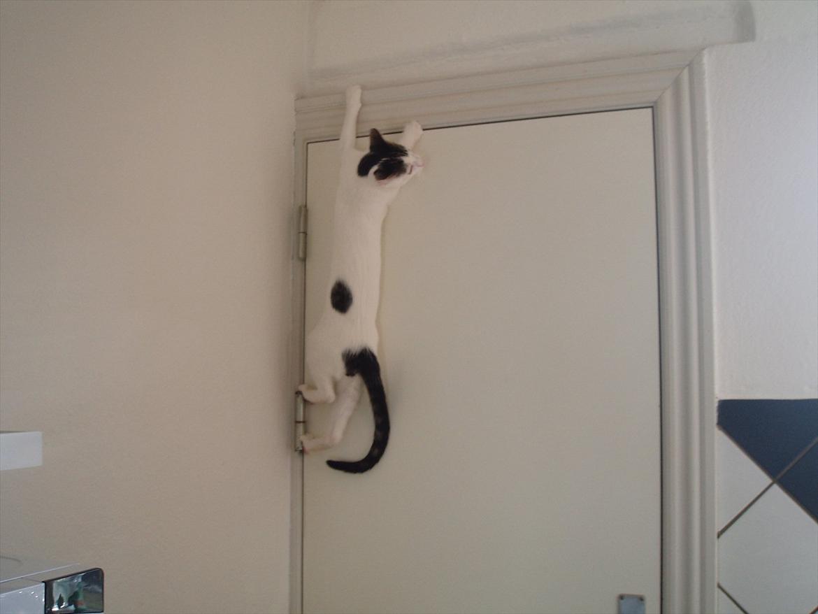 Huskat Tiesto billede 9