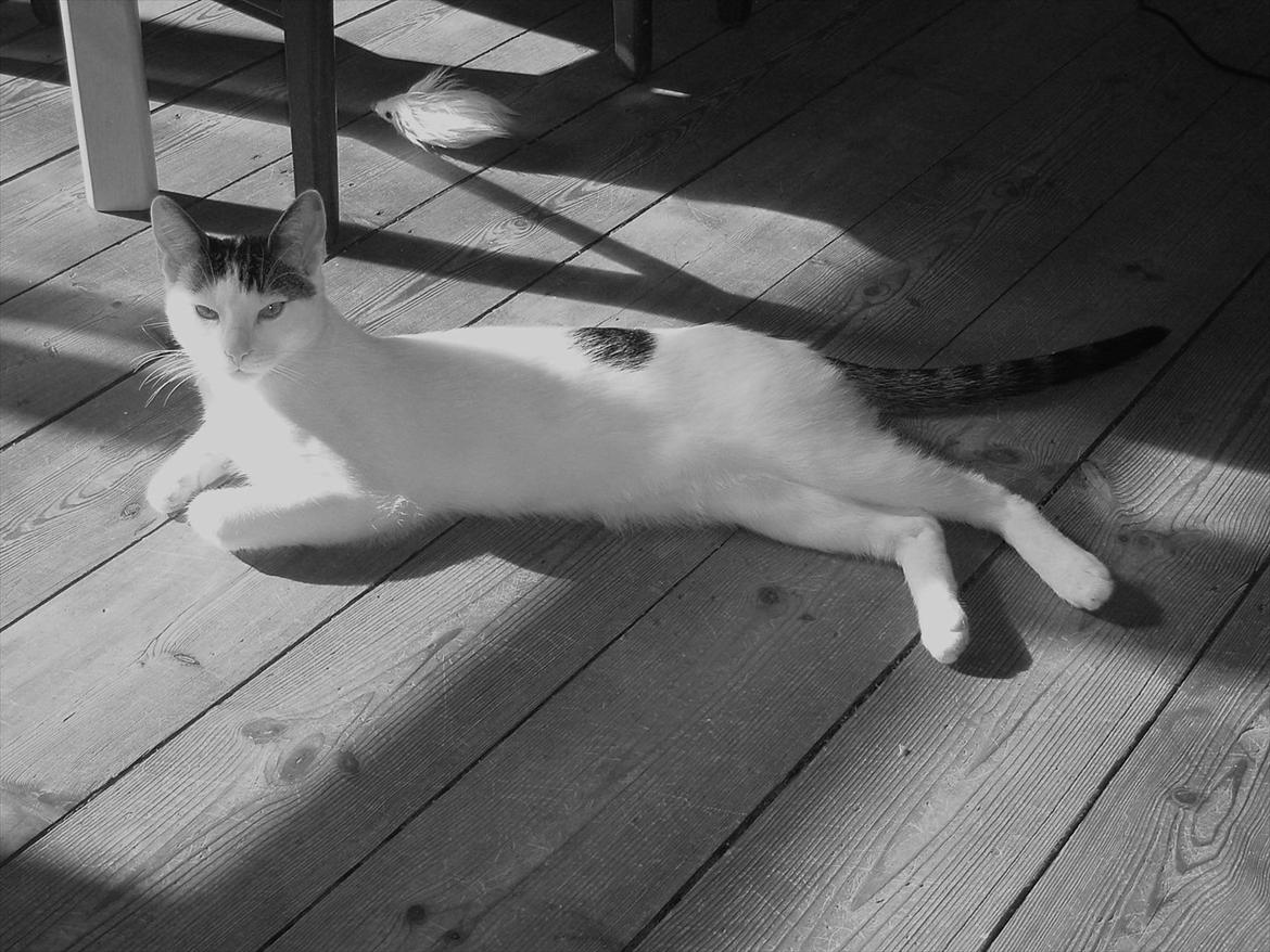 Huskat Tiesto billede 10