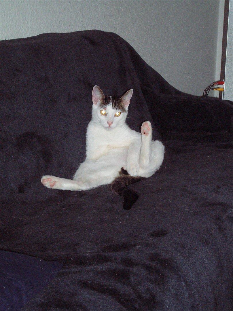 Huskat Tiesto billede 11