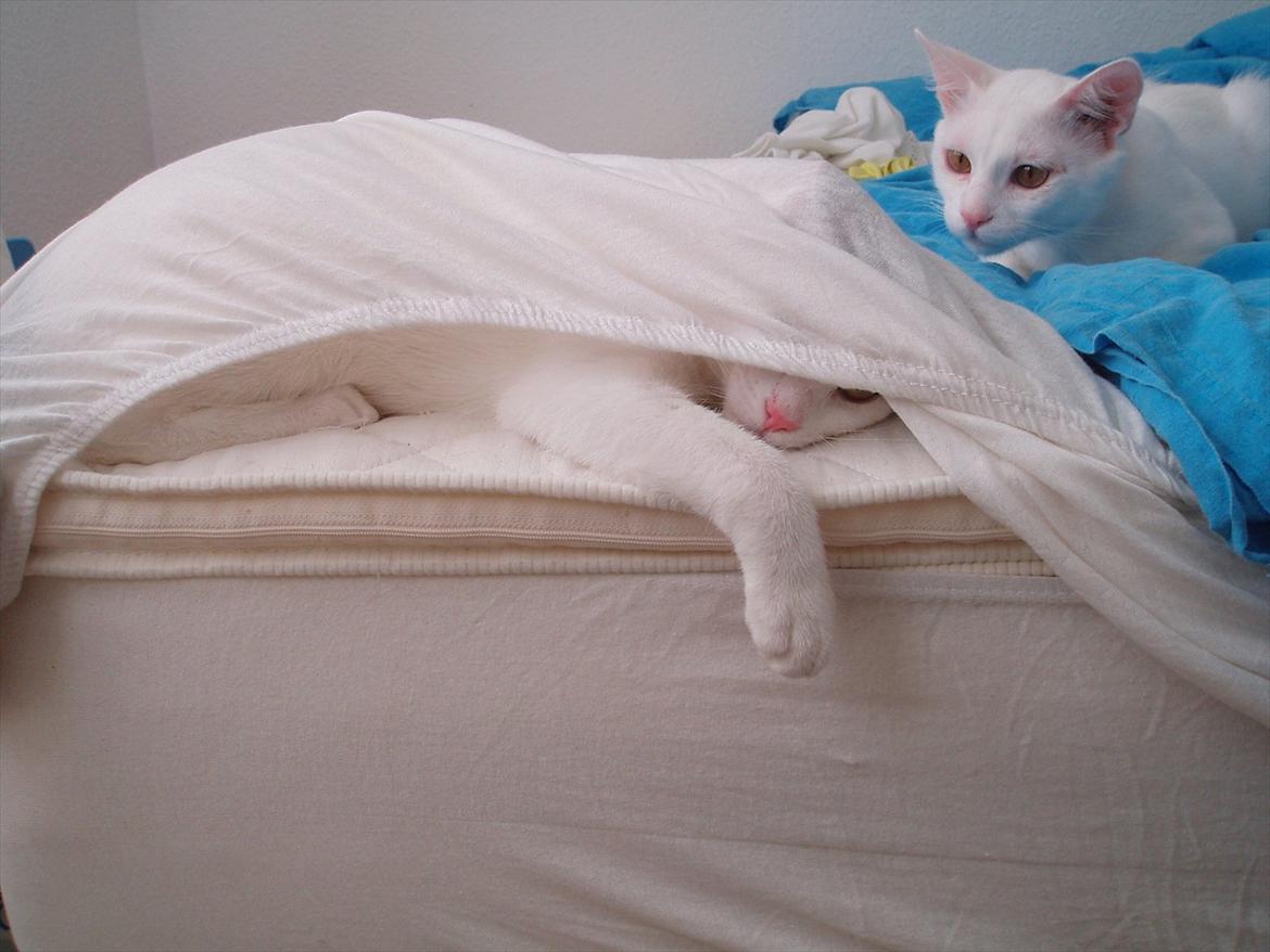 Huskat Tiesto billede 12