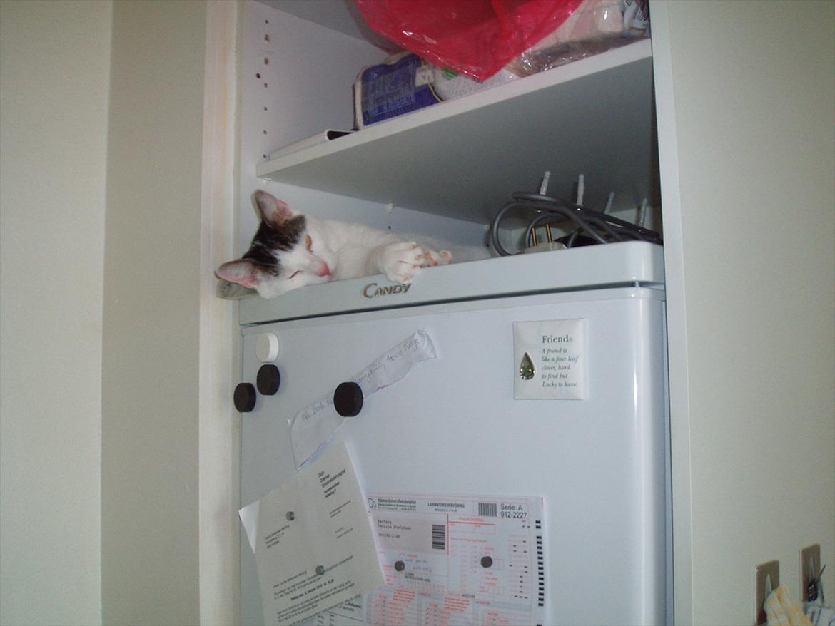 Huskat Tiesto billede 13