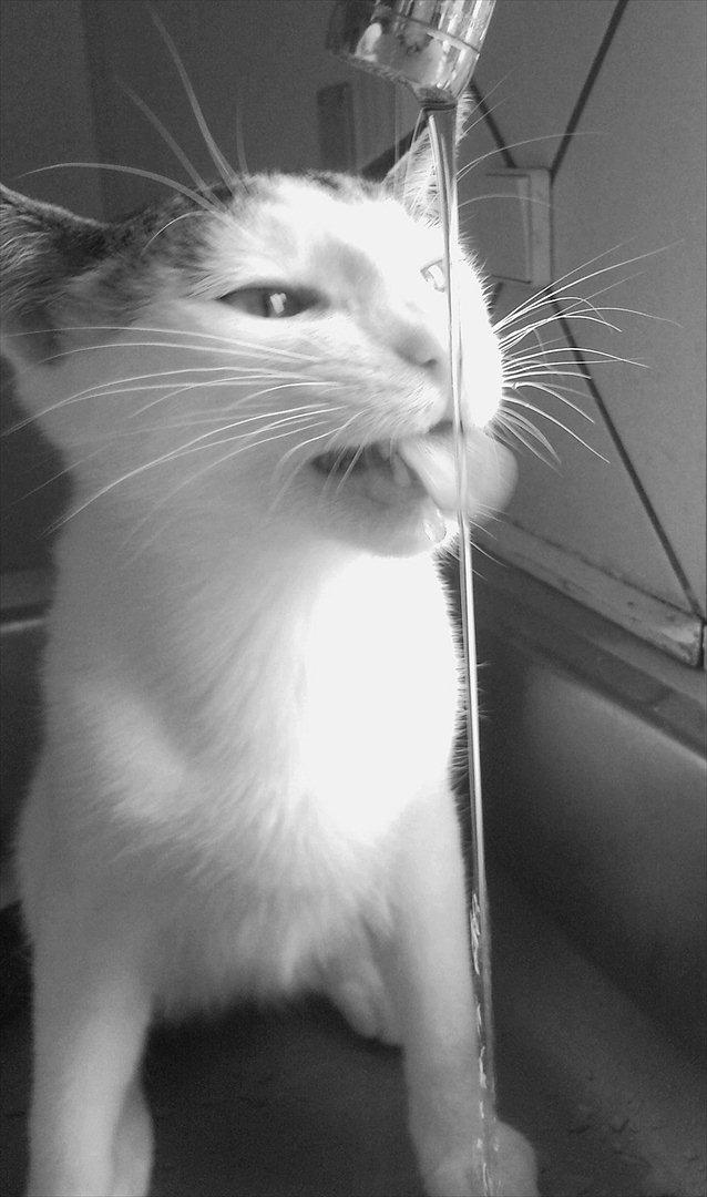 Huskat Tiesto billede 14