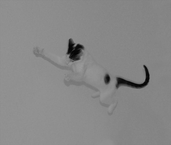 Huskat Tiesto billede 15