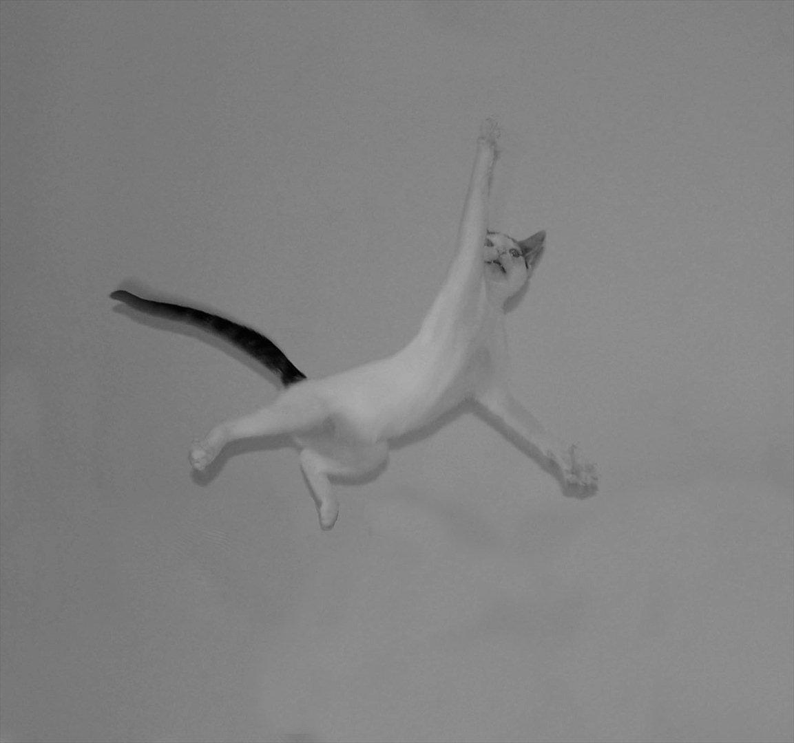 Huskat Tiesto billede 2