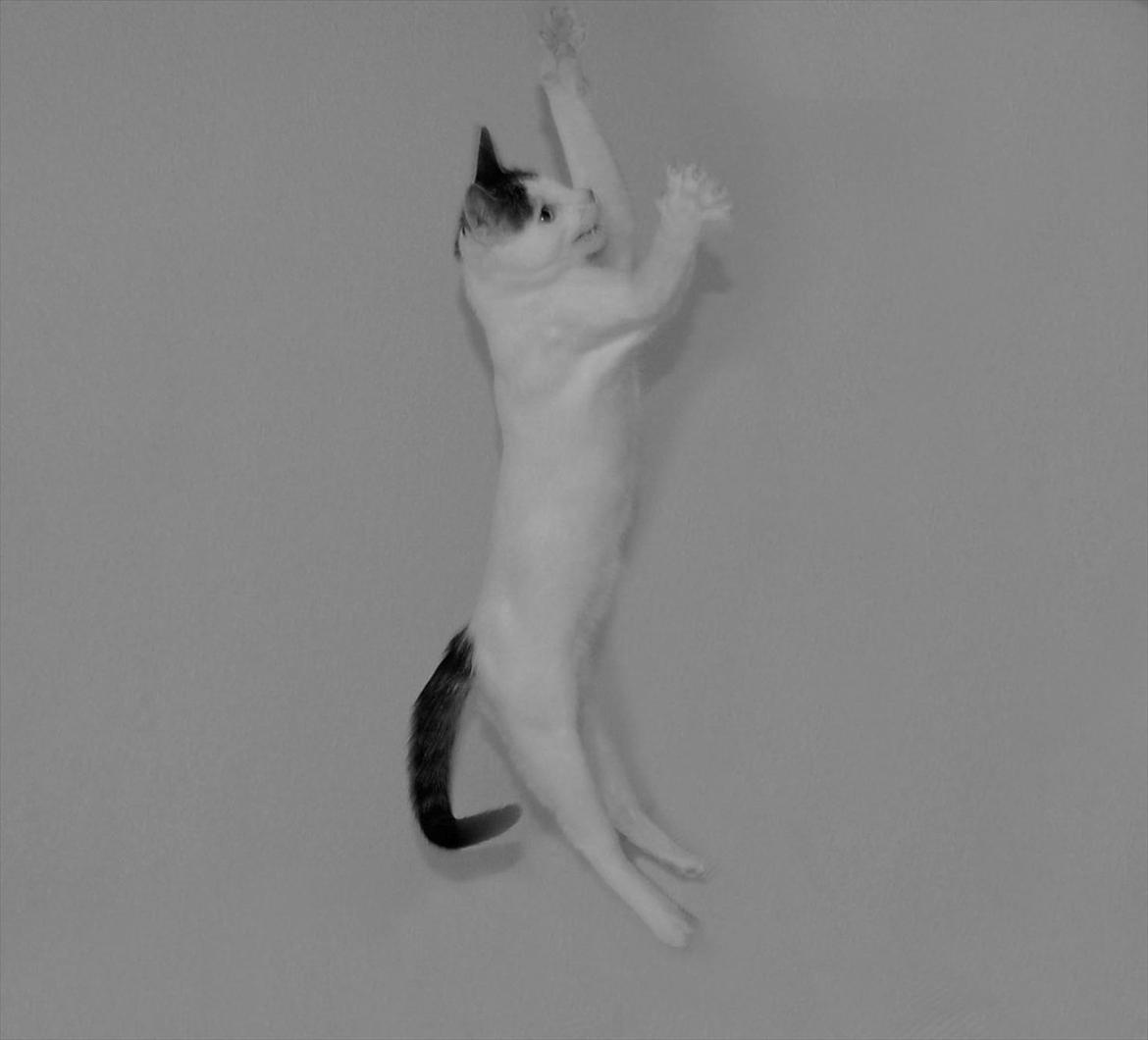 Huskat Tiesto billede 16