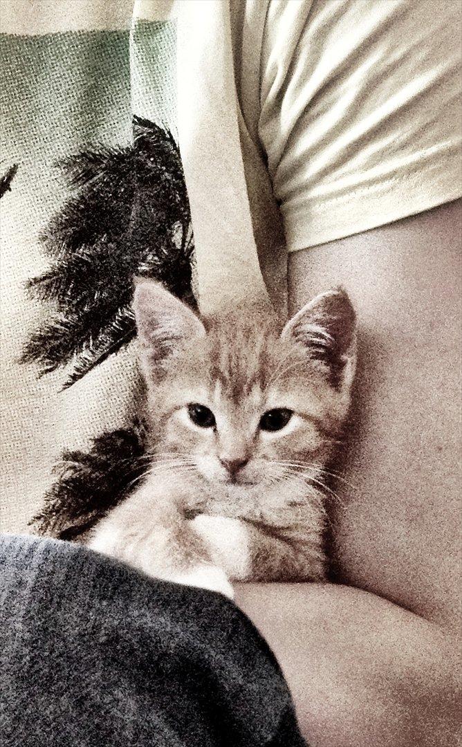 Huskat Simba - Som killing billede 1