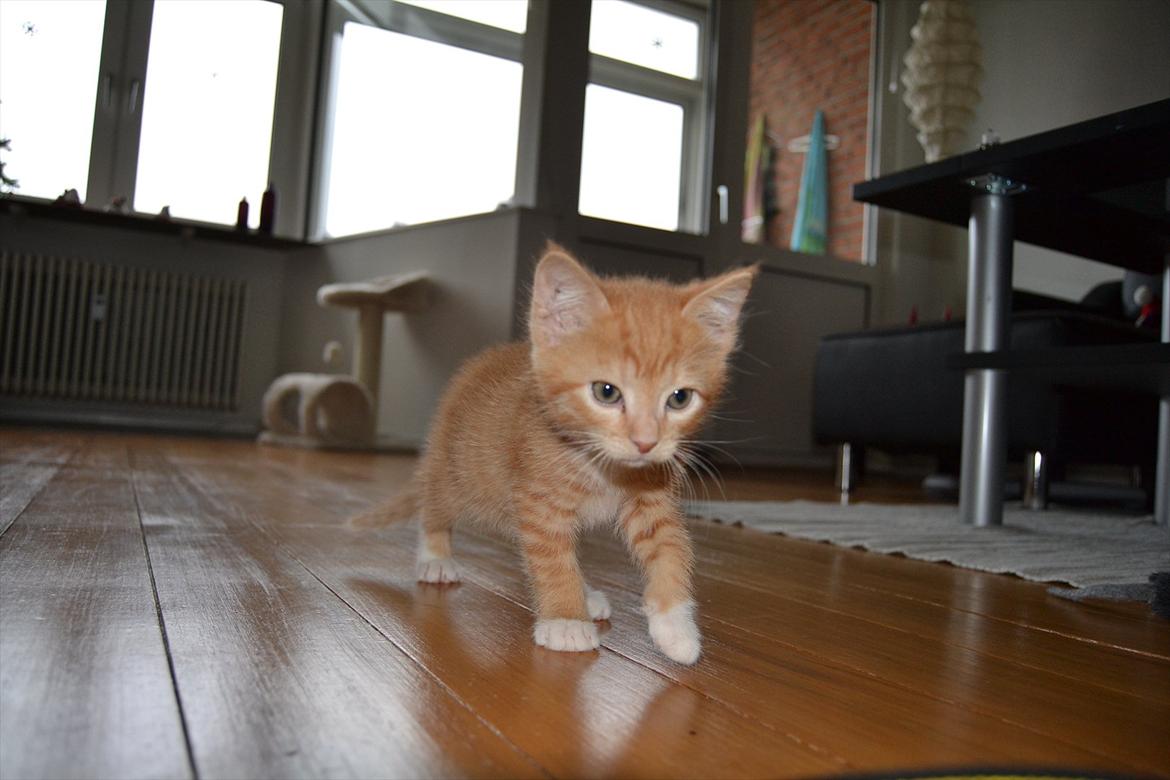 Huskat Simba - Som killing billede 2