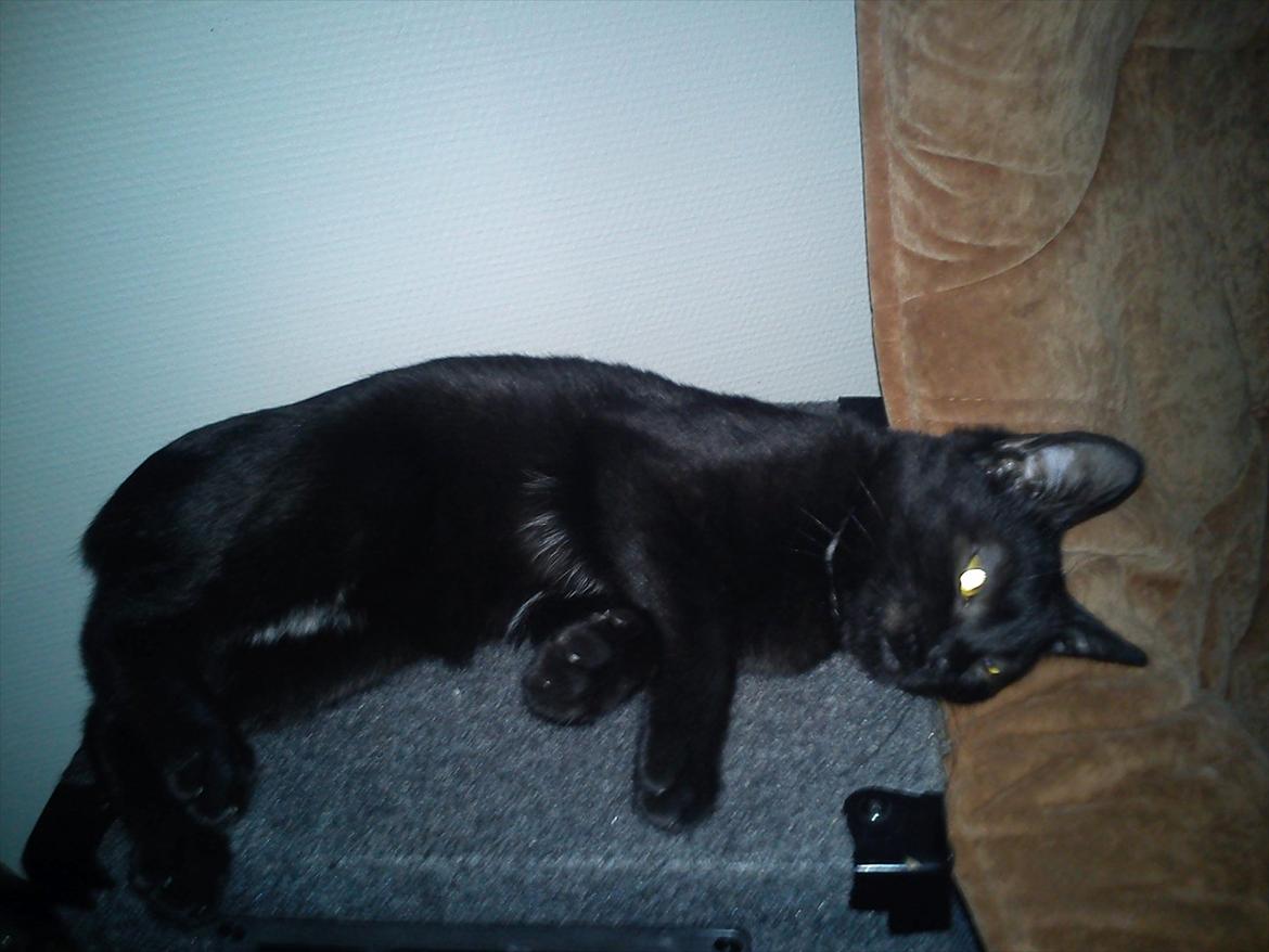 Blanding af racer Irma - Irma 7 måneder gammel billede 13