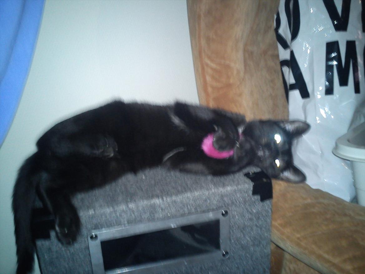 Blanding af racer Irma - jeg dræber den her pels boldt!!! billede 14