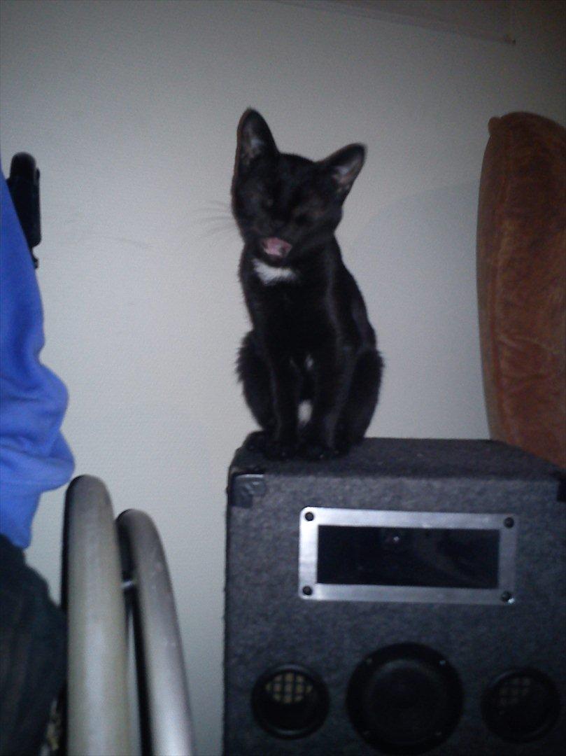 Blanding af racer Irma - Irma siger mijav!! billede 15