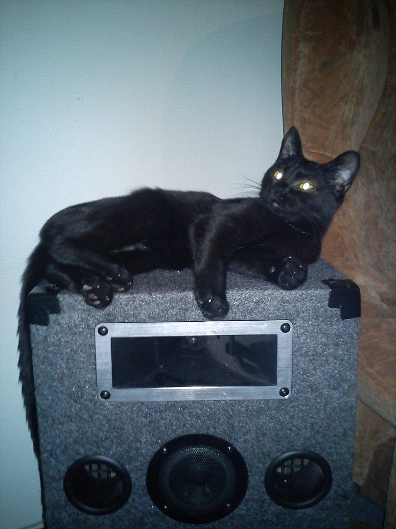 Blanding af racer Irma - Dejlig højtaler billede 16