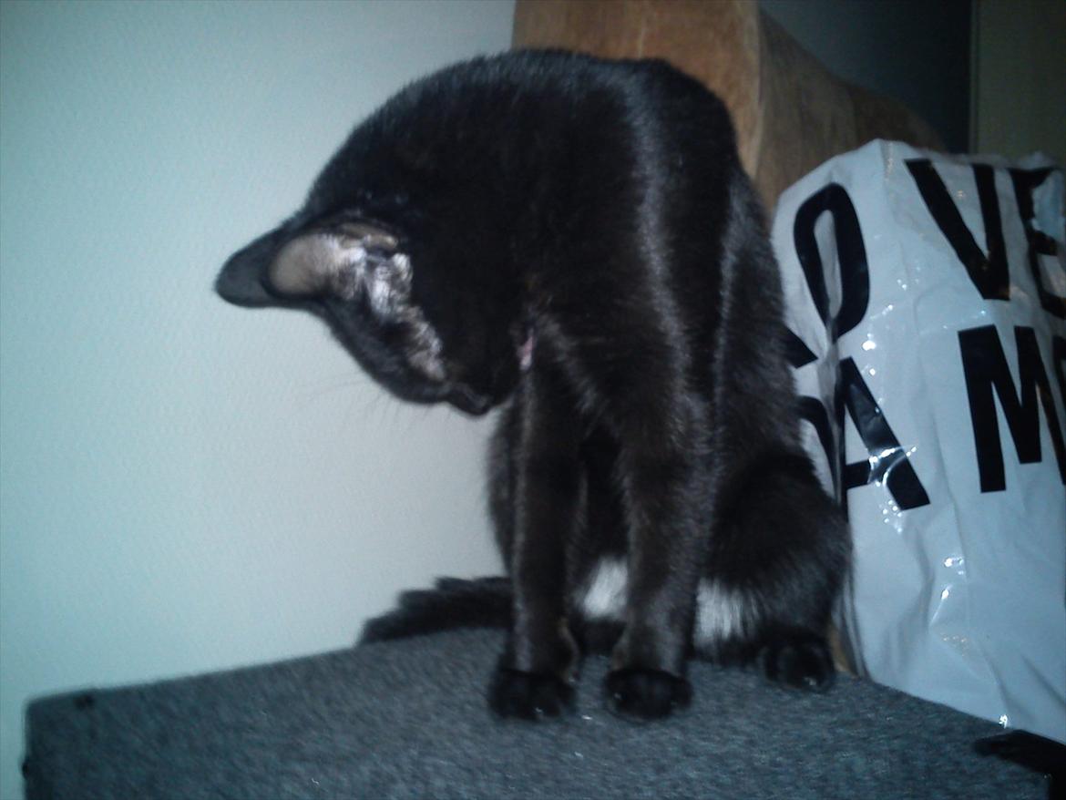 Blanding af racer Irma - så ska pelsen gøres ren billede 17