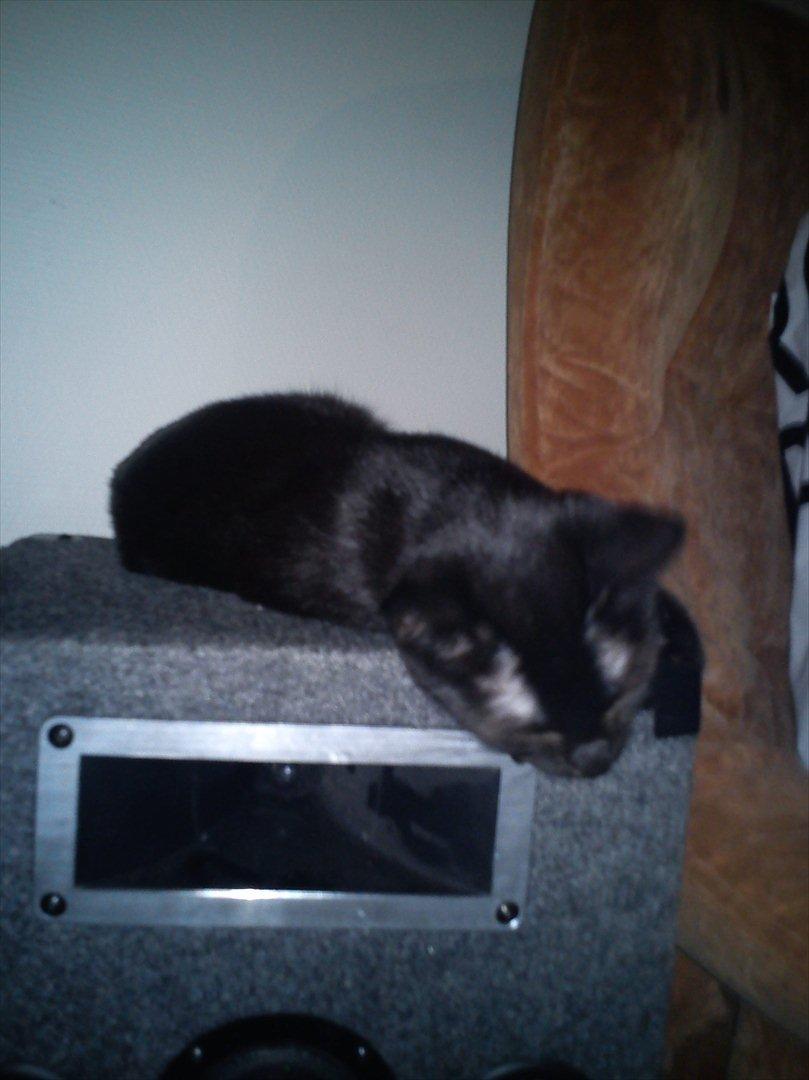 Blanding af racer Irma - Zzzz........ billede 18