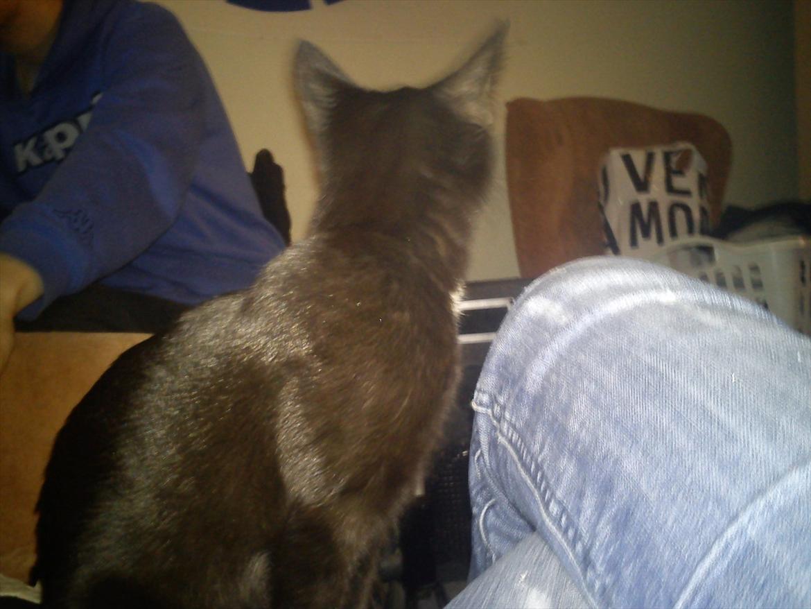 Blanding af racer Irma - Hva laver far mund billede 19