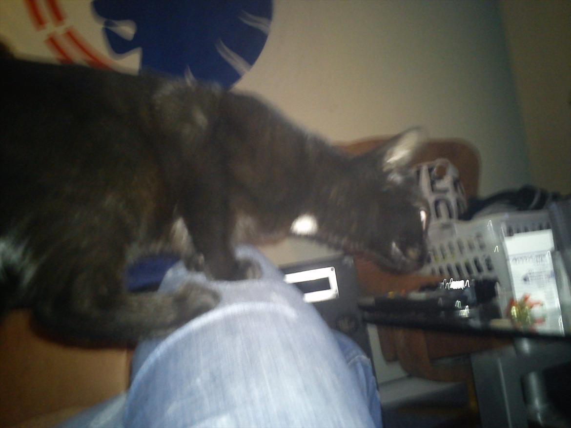 Blanding af racer Irma - Der er ingen der ser hvis jeg lige går på bordet ;) billede 20