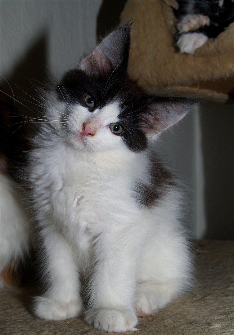 Maine Coon DK Proud Danish Sir Henry Morgan PP billede 3
